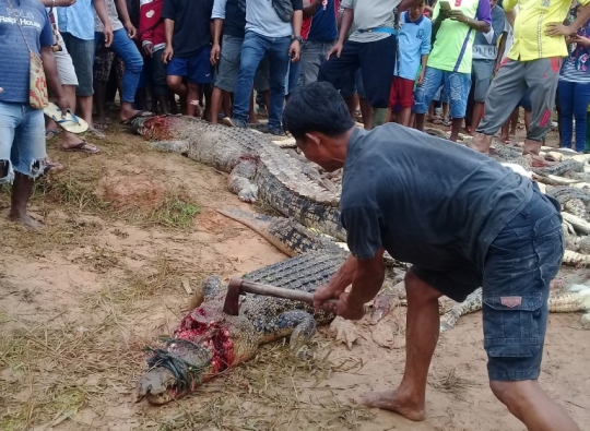 Kesadisan warga Sorong saat membantai ratusan buaya