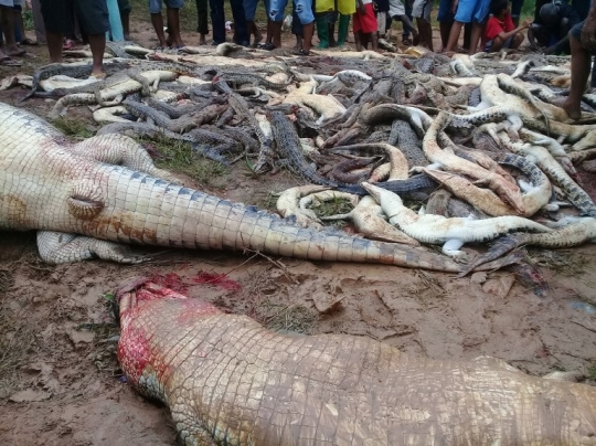 Kesadisan warga Sorong saat membantai ratusan buaya