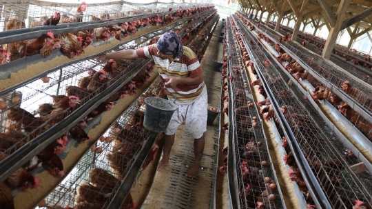 Peternak di Depok ungkap penyebab tingginya harga telur ayam