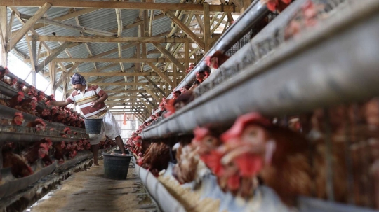 Peternak di Depok ungkap penyebab tingginya harga telur ayam