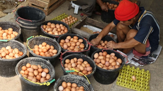 Peternak di Depok ungkap penyebab tingginya harga telur ayam