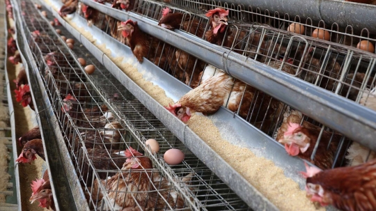 Peternak di Depok ungkap penyebab tingginya harga telur ayam