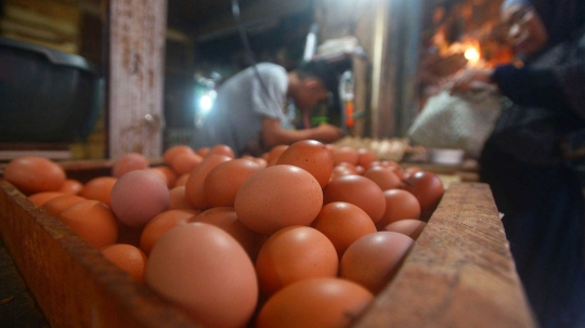 Harga telur ayam turun tipis