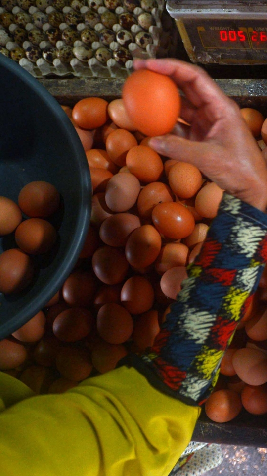 Harga telur ayam turun tipis