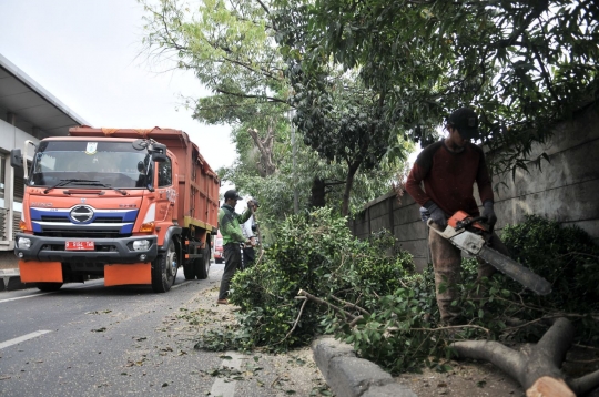 Cegah tumbang, petugas pangkas pohon rimbun di Jalan I Gusti Ngurah Rai