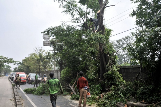 Cegah tumbang, petugas pangkas pohon rimbun di Jalan I Gusti Ngurah Rai