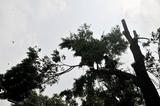 Cegah tumbang, petugas pangkas pohon rimbun di Jalan I Gusti Ngurah Rai