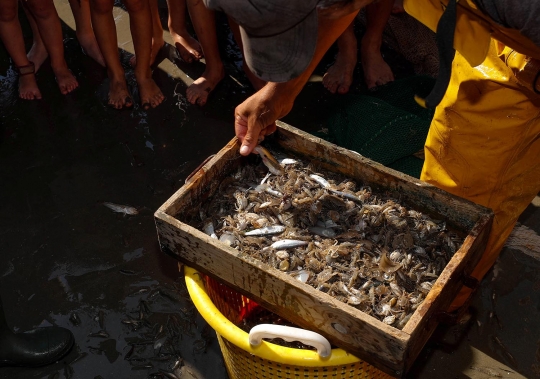 Melihat tradisi menangkap udang dengan menunggang kuda di Belgia