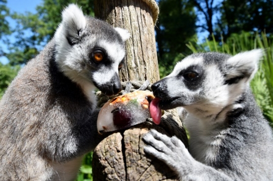 Udara panas landa Eropa, hewan di kebun binatang makan makanan beku