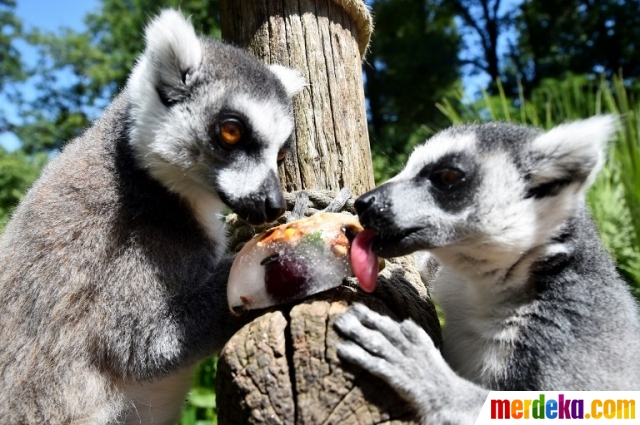 Foto Udara Panas Landa Eropa Hewan Di Kebun Binatang Makan