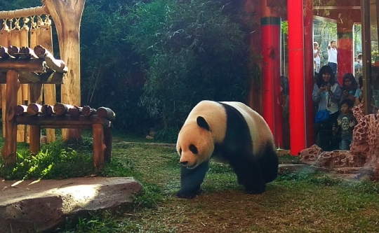 Ulang tahun ke-8, Panda Cai Tao dapat kado tumpeng bambu