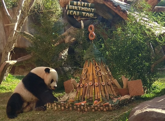 Ulang tahun ke-8, Panda Cai Tao dapat kado tumpeng bambu