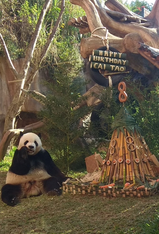 Ulang tahun ke-8, Panda Cai Tao dapat kado tumpeng bambu
