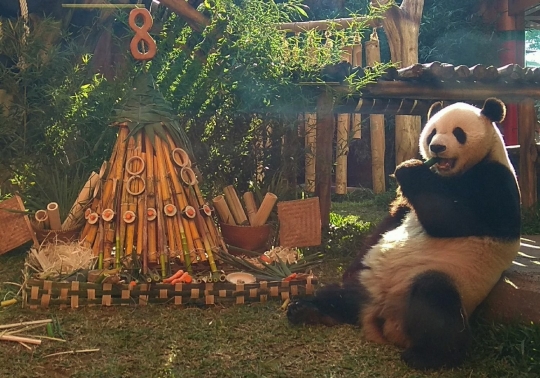 Ulang tahun ke-8, Panda Cai Tao dapat kado tumpeng bambu