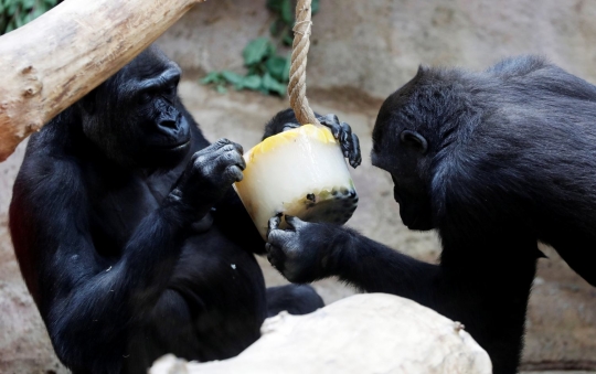 Reaksi lucu gorila saat menjilati es krim