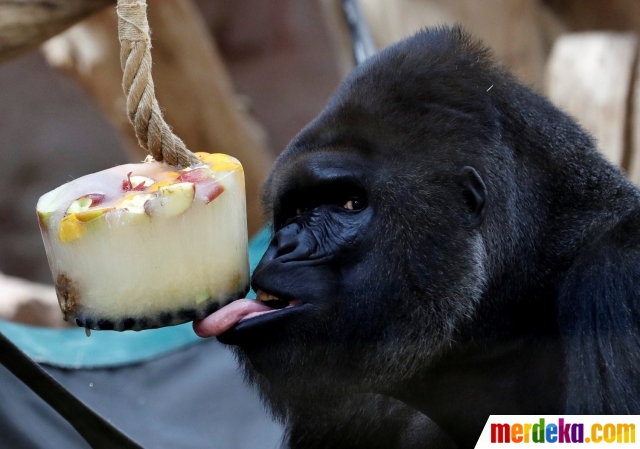 Foto : Reaksi lucu gorila saat menjilati es krim merdeka.com