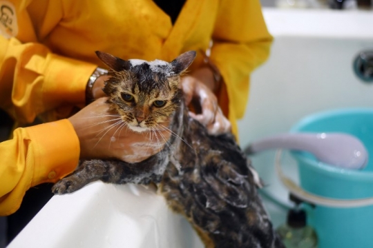 Nyamannya hotel kucing berbintang lima di Malaysia