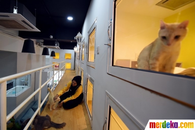 Foto : Nyamannya hotel kucing berbintang lima di Malaysia| merdeka.com