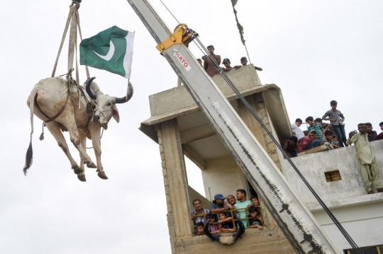 Begini cara warga Pakistan turunkan sapi dari atap gedung