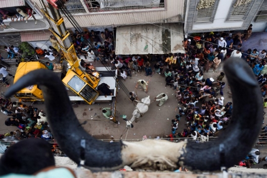 Begini cara warga Pakistan turunkan sapi dari atap gedung