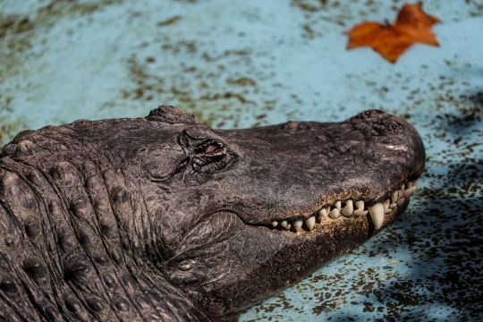 Kisah Muja, buaya Amerika tertua di dunia
