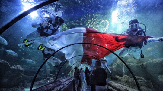 Penyelam arak bendera merah putih raksasa keliling aquarium Seaworld