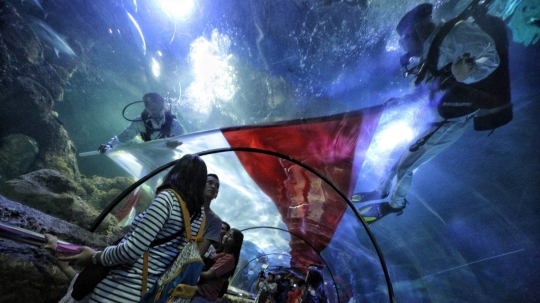 Penyelam arak bendera merah putih raksasa keliling aquarium Seaworld