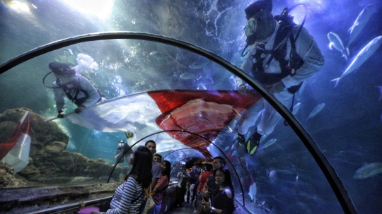 Penyelam arak bendera merah putih raksasa keliling aquarium Seaworld