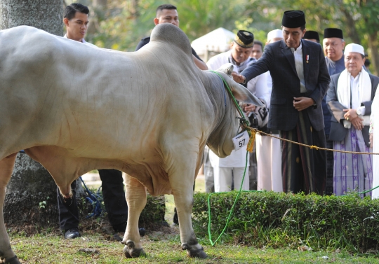 Penampakan sapi 1,4 ton yang dikurbankan Jokowi di Cibinong