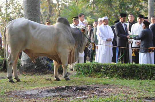 Penampakan sapi 1,4 ton yang dikurbankan Jokowi di Cibinong