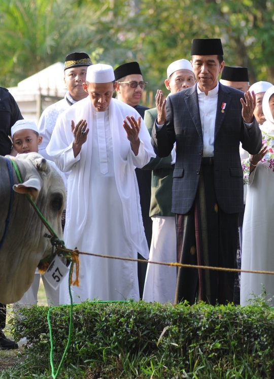 Penampakan sapi 1,4 ton yang dikurbankan Jokowi di Cibinong