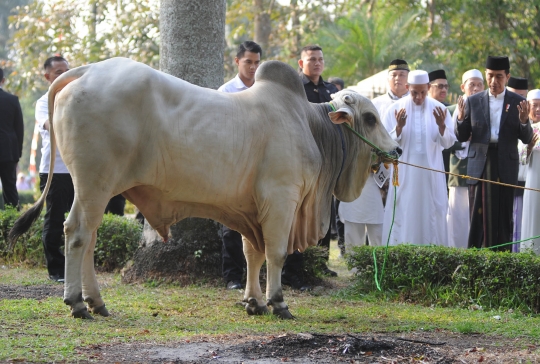 Penampakan sapi 1,4 ton yang dikurbankan Jokowi di Cibinong