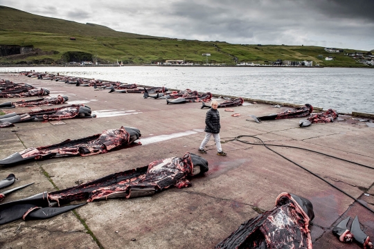 Sadisnya ratusan paus dibantai di Pulau Faroe