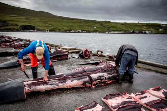 Sadisnya ratusan paus dibantai di Pulau Faroe