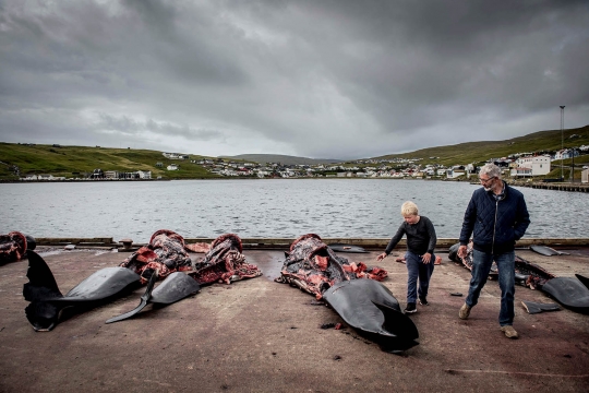 Sadisnya ratusan paus dibantai di Pulau Faroe