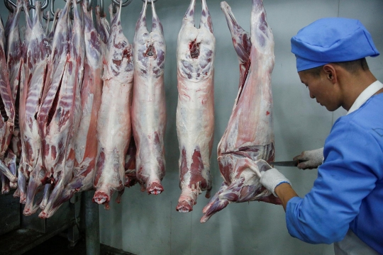 Mengintip dapur produksi daging halal di Mongolia