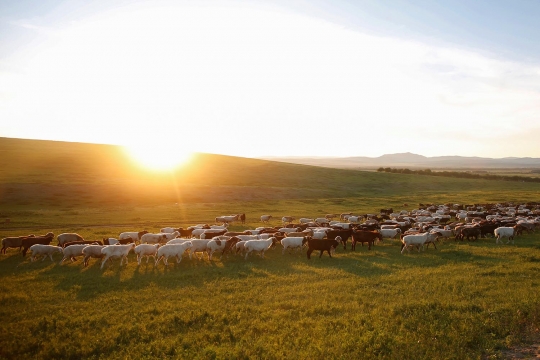 Mengintip dapur produksi daging halal di Mongolia