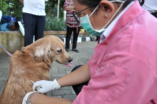 Deteksi penularan rabies, Dinas KPKP pasang microchip pada anjing
