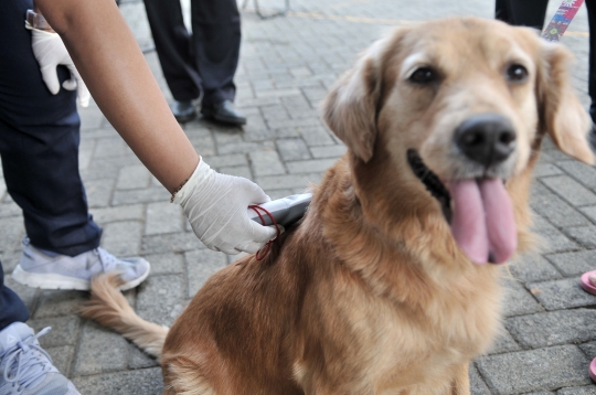 Deteksi penularan rabies, Dinas KPKP pasang microchip pada anjing