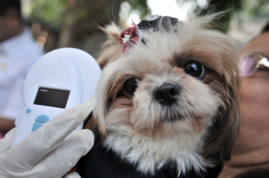 Deteksi penularan rabies, Dinas KPKP pasang microchip pada anjing