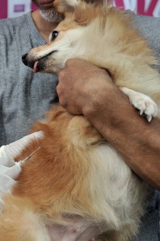 Deteksi penularan rabies, Dinas KPKP pasang microchip pada anjing