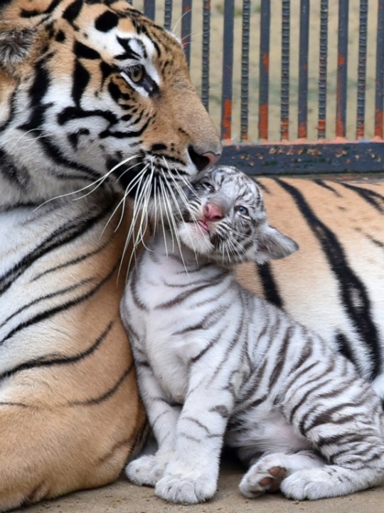 Lucunya harimau putih pertama yang lahir di Bangladesh