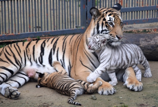 Lucunya harimau putih pertama yang lahir di Bangladesh