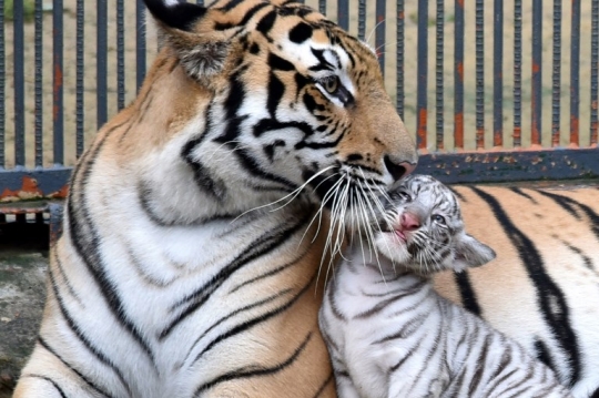 Lucunya harimau putih pertama yang lahir di Bangladesh