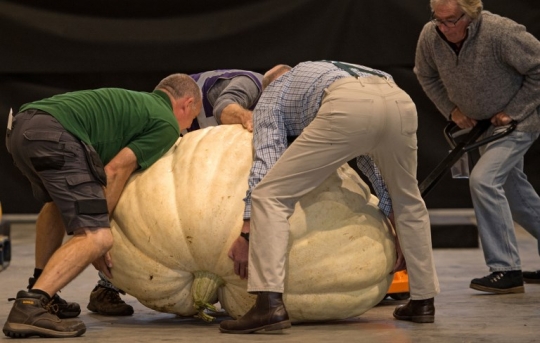 Kompetisi sayuran raksasa di Inggris ini bikin kaget
