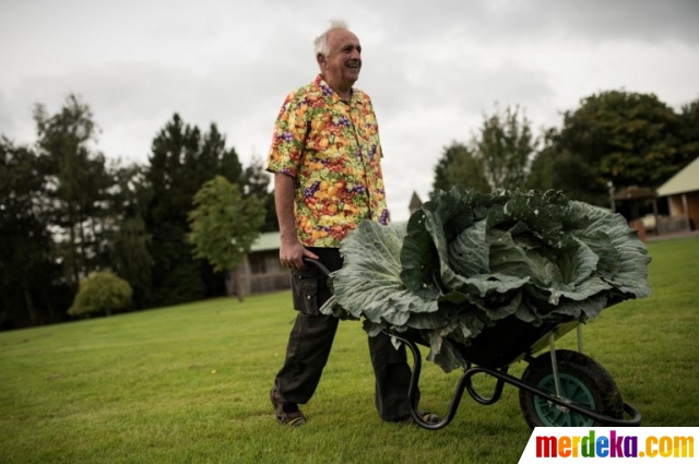Foto : Kompetisi sayuran raksasa di Inggris ini bikin ...