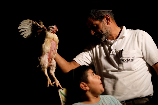 Melihat lebih dekat ritual umat Yahudi pindahkan dosa ke ayam