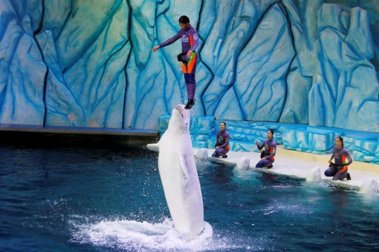 Atraksi Beluga yang menakjubkan di Beluga Teater China