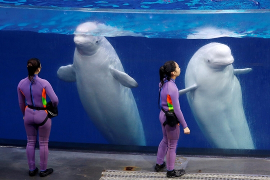 Atraksi Beluga yang menakjubkan di Beluga Teater China