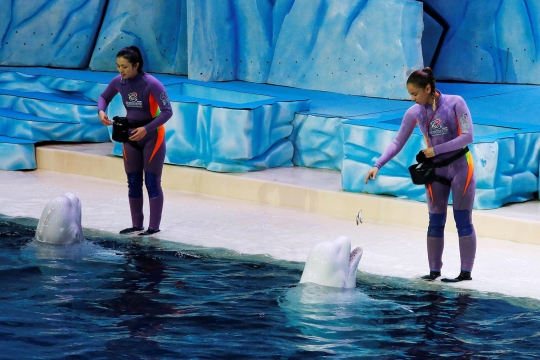 Atraksi Beluga yang menakjubkan di Beluga Teater China